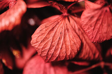 Macro View Of Red Maple Leaf With Small Veins On Blurred Background In Nature