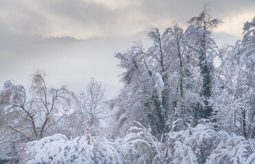 Wall Mural - Stunning winter scenes along the shores of the Upper Zurich Lake (Obersee) between Hurden (Schwyz) and Rapperswil-Jona, St. Gallen, Switzerland