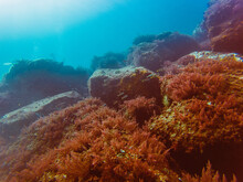 Marine Biodiversity With Colourful Coral Reef In Tropical Clear Water