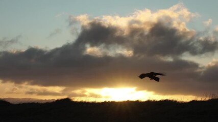 Wall Mural - Raven gliding over sunrise beams slow motion
