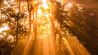 © Pol Sole/ADDICTIVE STOCK - From below scenery of bright sun rays penetrating branches of tall trees in morning forest