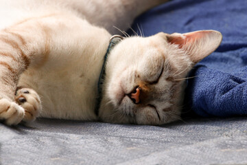 Sticker - Closeup shot of a cute white cat sleeping on the sofa with eyes shut