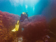 © Ruben Soto/ADDICTIVE STOCK - Unrecognizable diver studying depth of ocean and vegetation at bottom