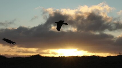 Wall Mural - Pair of ravens flying over sunrise beams slow motion