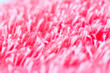 canvas print picture - Fasern in einem Stoff, rosarote Kunstfasern