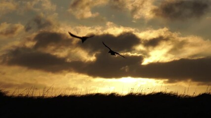 Wall Mural - Pair of ravens swooping down sunrise slow motion
