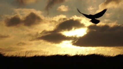 Wall Mural - Raven taking off flying slow motion sunrise silhouette