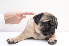 Close Up Angry Man Hand Wagging A Finger And Scolding Her Pug Dog, Punish A Dog