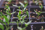 Fototapeta  - Hot chili peppers seedlings growing in a seed starting tray