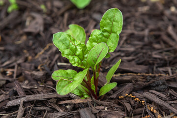 Wall Mural - Swiss chard leaves emerging in a suburban kitchen garden in spring