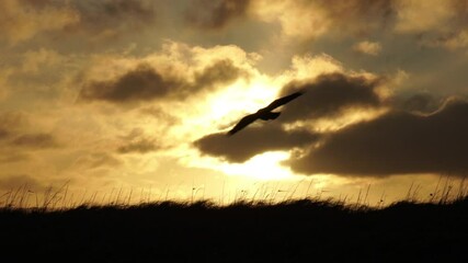 Wall Mural - Raven gliding wings extended cinematic slow motion sunrise