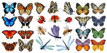 Collection Of Multicolored Insects.Butterflies, Ladybugs, Bees And Dragonflies In Color Set.