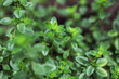 © eurobanks - Close up of the culinary herb thyme growing in a suburban kitchen garden