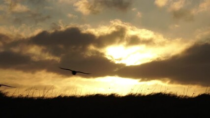Wall Mural - Raven pair gliding over sunrise grass slow motion