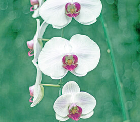 Sticker - Orchid