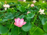 Fototapeta Sypialnia - 蓮の花