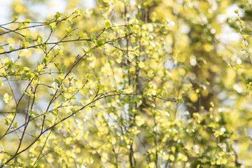 Abstract green background in fresh green mood of spring