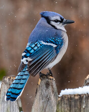 Blue Jay Bird In The Snow