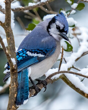 Blue Jay Bird In The Snow