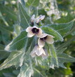 Hyoscyamus niger, henbane, black henbane or stinking nightshade - a poisonous plant in the family Solanaceae