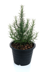 Sticker - Rosemary in black pot isolated on white background