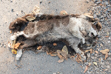 Dead Cat At Side Of The Road