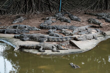 Crocodile In The Zoo. Many Alligator In Farm Show. Crocodiles And Alligators Rests On The Shore Near The Lake