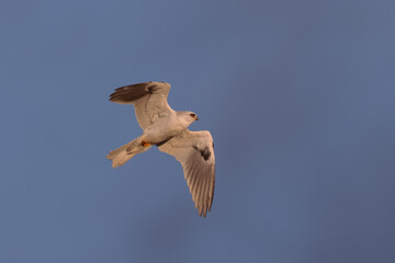 Canvas Print - Close view of a white-tailed kite    flying, seen in the wild in North California 