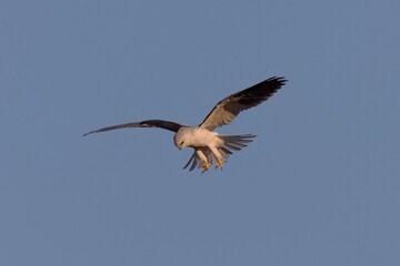 Canvas Print - Close view of a white-tailed kite    flying, seen in the wild in North California 