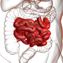 Small Intestine 3D Illustration Human Digestive System Anatomy