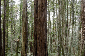 Wall Mural - Mixture of Redwood and Hardwood Trees via Lonely Trail at Huddard County Park. Woodside, San Mateo County, California, USA.