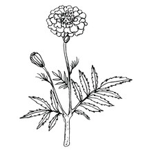 Branch Of Marigold Flower. (Tagétes). Hand Drawn Linear Ink Sketch.  Black Silhouette On White Background.