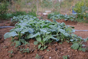 Poster - The kale plot is grown organic. In a small garden Healthy vegetables