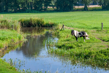 horse in the field