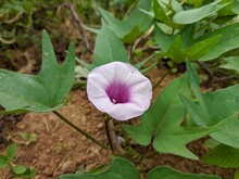 Sweet Potato Flower (Ipomoea Batatas) In Tropical Nature Borneo