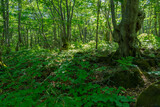 Fototapeta Krajobraz - 初夏の鳥海高原の変形したブナの巨木