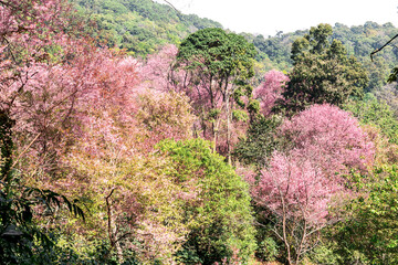 Wall Mural - Blossom of Wild Himalayan Cherry (Prunus cerasoides) or Giant tiger flower