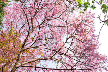 Wall Mural - Blossom of Wild Himalayan Cherry (Prunus cerasoides) or Giant tiger flower