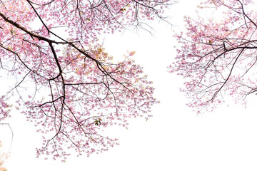 Wall Mural - Blossom of Wild Himalayan Cherry (Prunus cerasoides) or Giant tiger flower