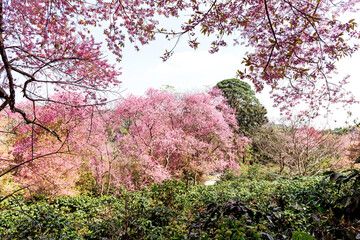 Wall Mural - Blossom of Wild Himalayan Cherry (Prunus cerasoides) or Giant tiger flower