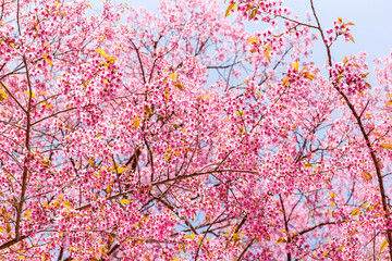 Wall Mural - Blossom of Wild Himalayan Cherry (Prunus cerasoides) or Giant tiger flower