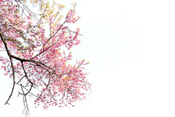 Wall Mural - Blossom of Wild Himalayan Cherry (Prunus cerasoides) or Giant tiger flower