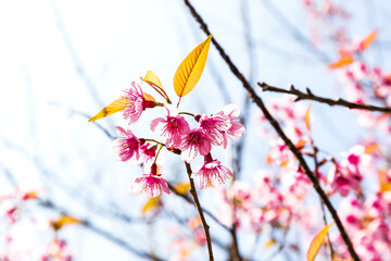 Wall Mural - Blossom of Wild Himalayan Cherry (Prunus cerasoides) or Giant tiger flower