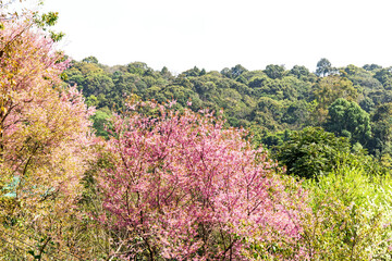 Wall Mural - Blossom of Wild Himalayan Cherry (Prunus cerasoides) or Giant tiger flower