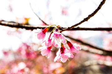 Wall Mural - Blossom of Wild Himalayan Cherry (Prunus cerasoides) or Giant tiger flower
