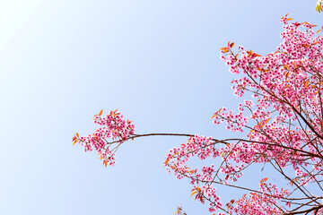 Wall Mural - Blossom of Wild Himalayan Cherry (Prunus cerasoides) or Giant tiger flower