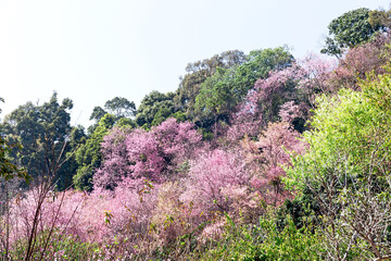 Wall Mural - Blossom of Wild Himalayan Cherry (Prunus cerasoides) or Giant tiger flower