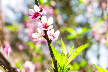 Wall Mural - Blossom of Wild Himalayan Cherry (Prunus cerasoides) or Giant tiger flower