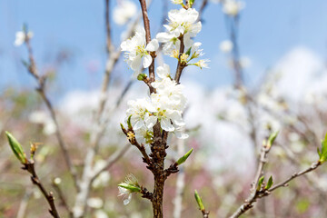 Wall Mural - Beautiful white blooming peach tree in early spring