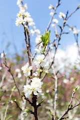 Wall Mural - Beautiful white blooming peach tree in early spring